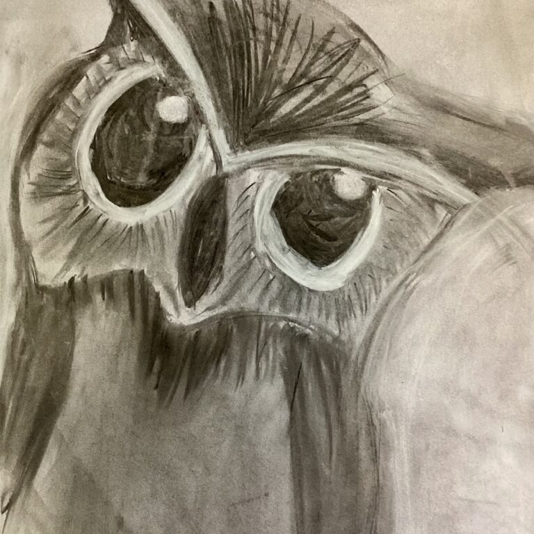 owl drawing