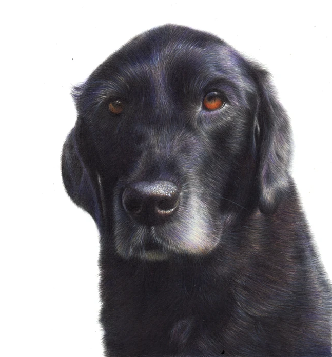 a black dog