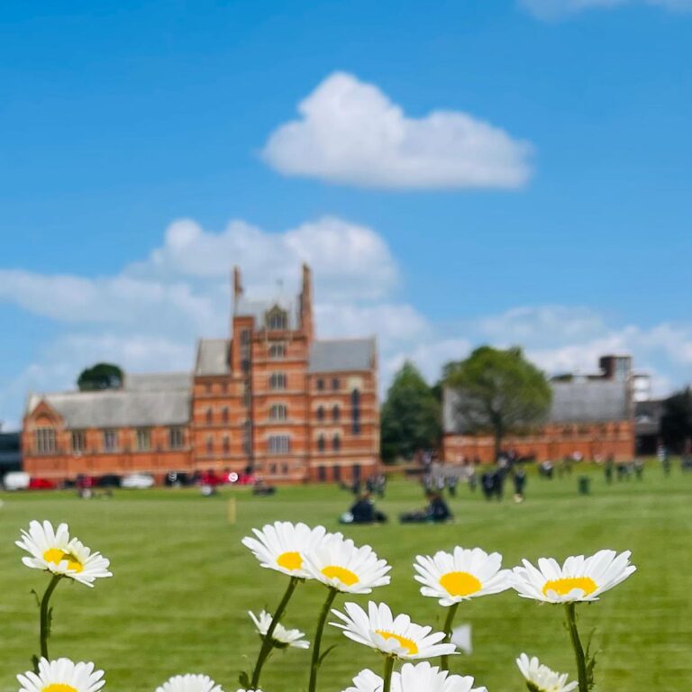 Daisy's on a field