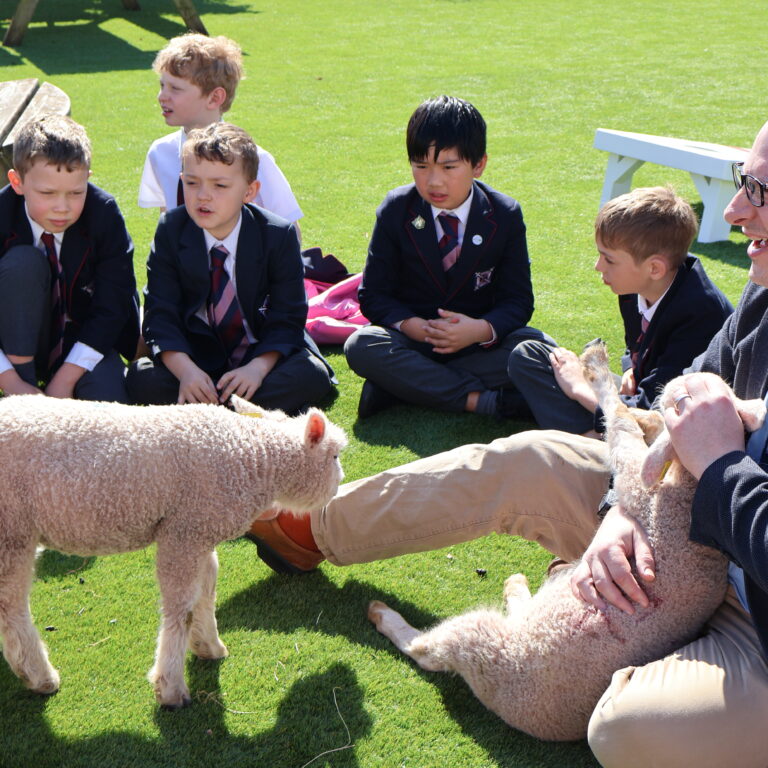 Group of schoolchildren in navy blazers and striped ties sit on a sunny grassy field while an adult man pets fluffy sheep nearby.