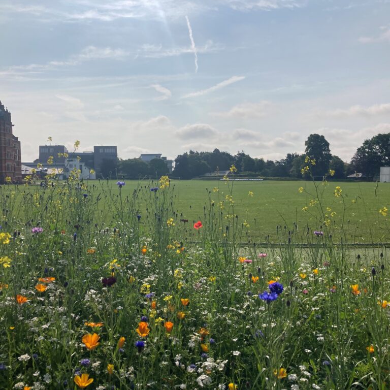 Field of colorful wildflowers in foreground with a red-brick historic building to the left and a blue sky above.