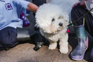 Fluffy white poodle-style dog on a leash, being petted by people in outdoor clothing nearby on a dirt surface.